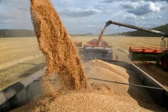 Russian wheat