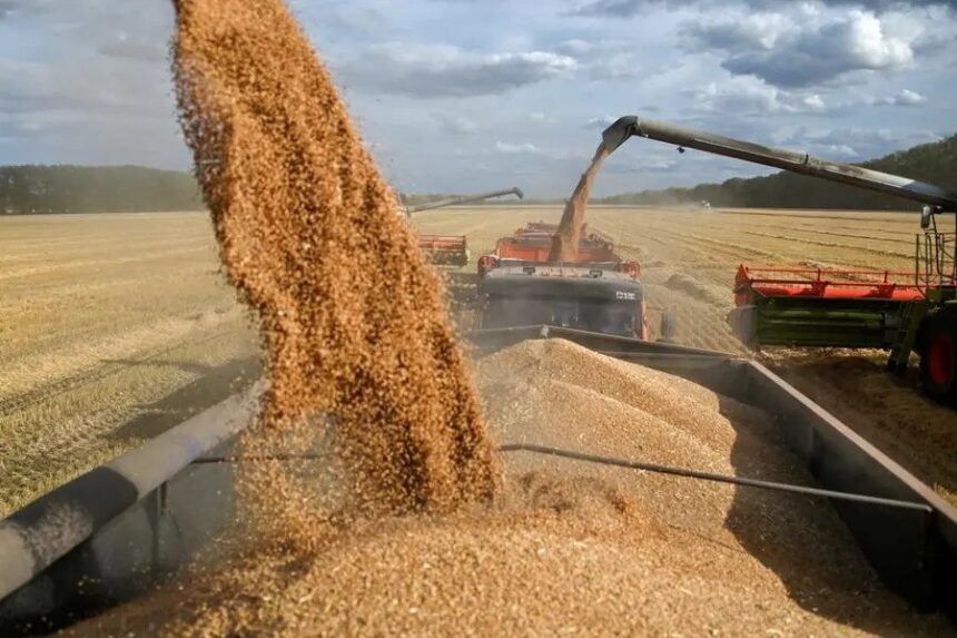 Russian wheat