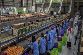 Egypt Exports