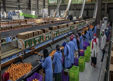 Egypt Exports