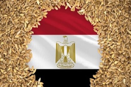 Egypt wheat