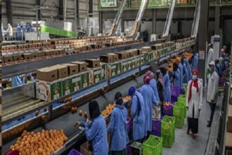 Egypt Orange exports