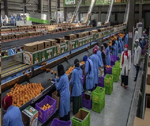Egypt Orange exports