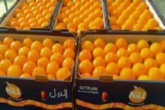 Egypt Orange exports