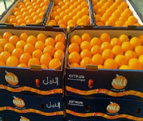 Egypt Orange exports