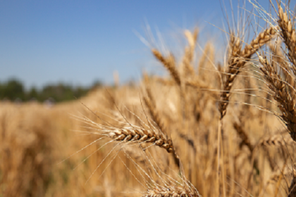 Wheat