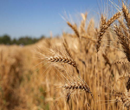 Wheat