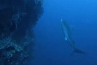 Shark attack off Marsa Allam