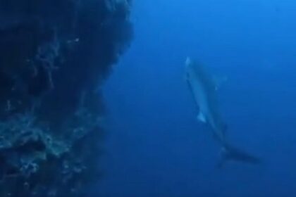 Shark attack off Marsa Allam