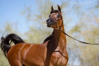 Al Zahra horse farm