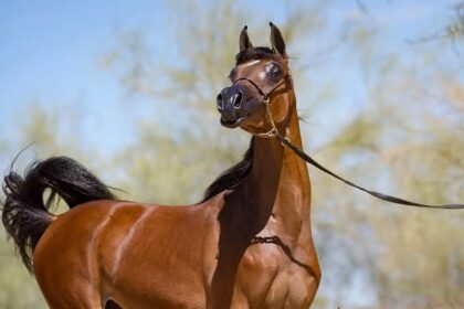 Al Zahra horse farm