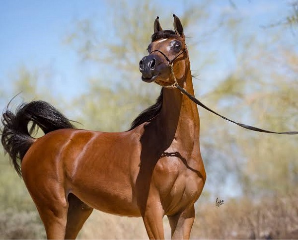 Al Zahra horse farm
