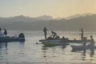Egyptian chase shark in Dahab