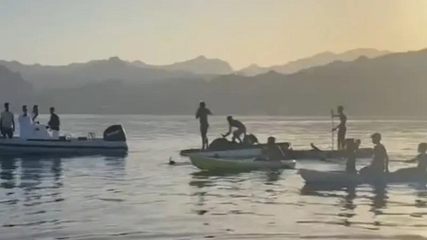 Egyptian chase shark in Dahab