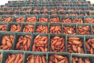Egypt sweet potato export