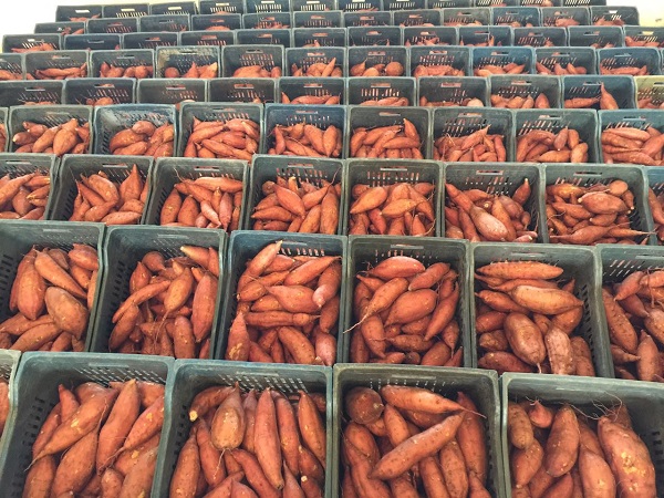 Egypt sweet potato export