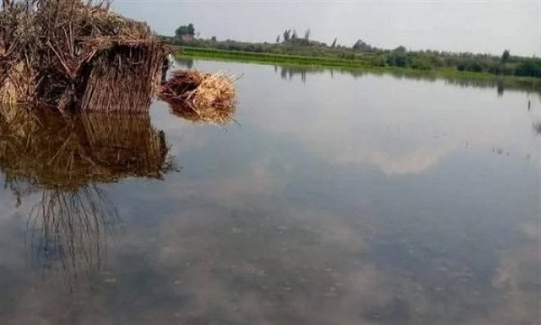 Menoufia floods