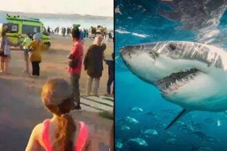 Shark attack Sahl Hasheesh