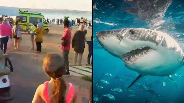 Shark attack Sahl Hasheesh