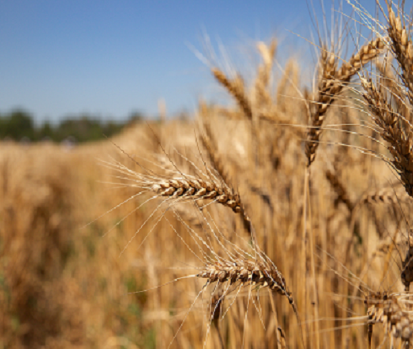 Wheat