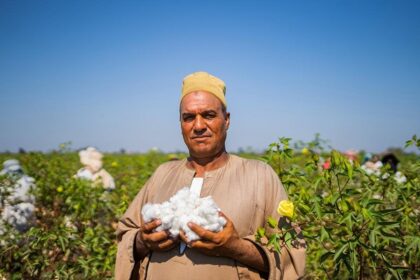 Egyptian Cotton 1