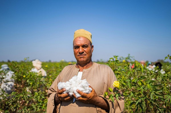 Egyptian Cotton 1