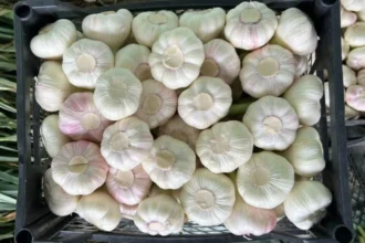 Garlic