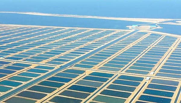 Al Fayrouz fish farm