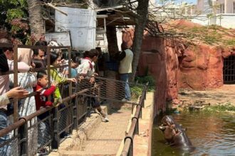 Alex Zoo