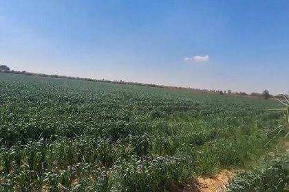 Agri Egypt