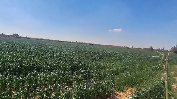 Agri Egypt