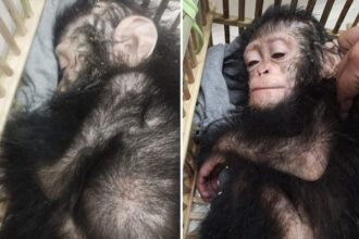Baby Chimps