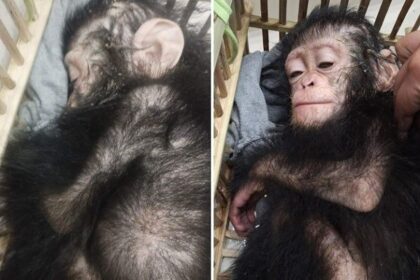 Baby Chimps