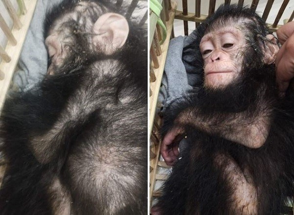 Baby Chimps