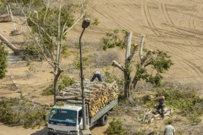 Tree cutting