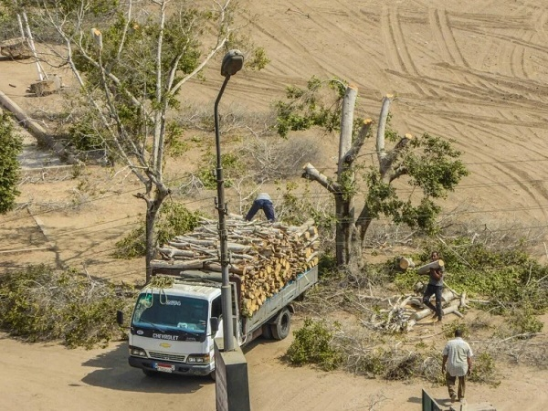 Tree cutting